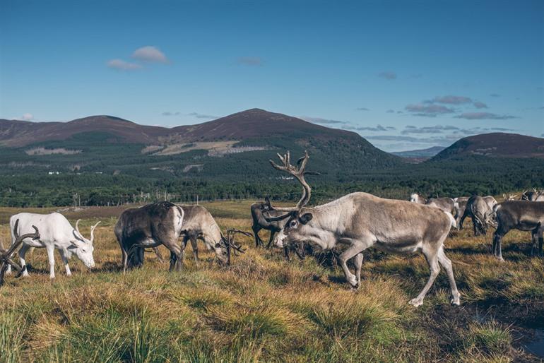 Cairngorms National Park