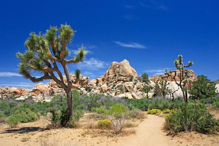 Joshua Tree National Park