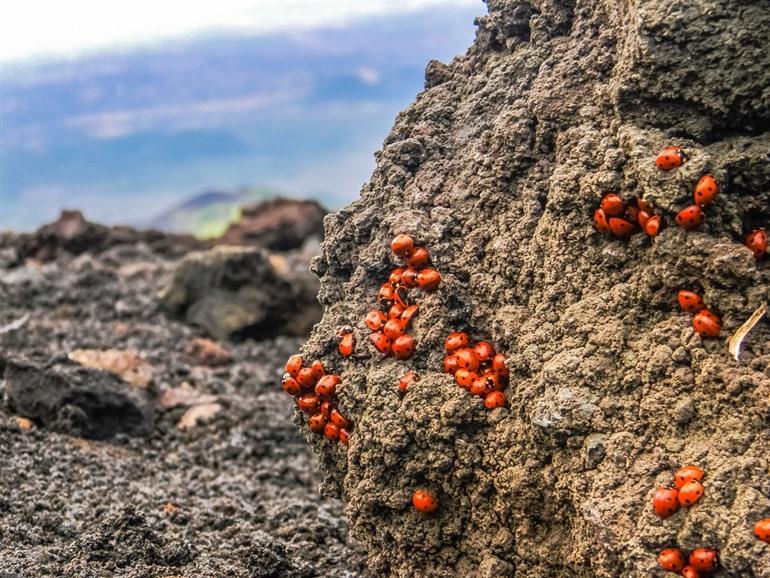 Ladybirds on Etna