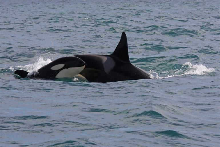Orca Iceland (West fjords)