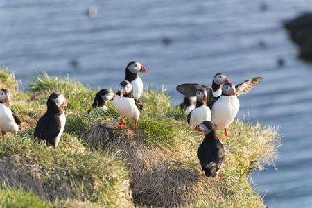 Where to spot puffins in Iceland? Tickets + tours and photos