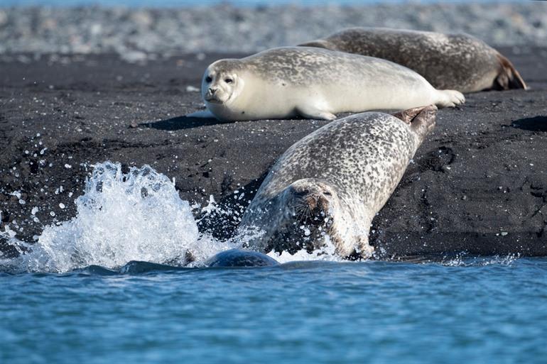 Seal spotting in Hvitanes