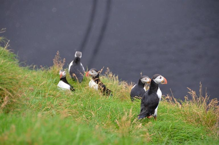 spotting Ingolfshofdi puffins