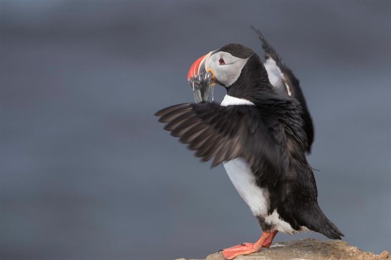 The Atlantic puffin