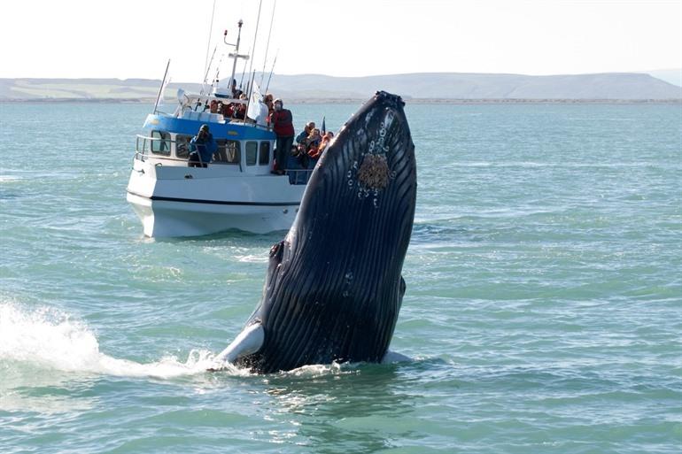 Whale safari Iceland