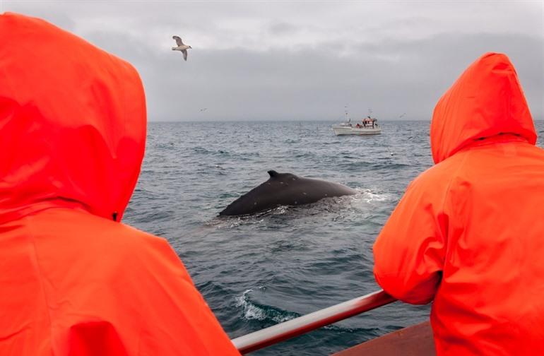 Whale safari Iceland