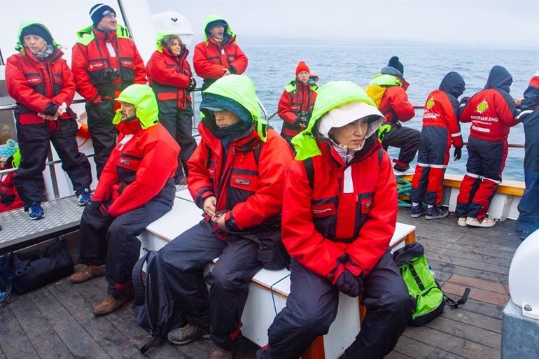 Whale safari Iceland