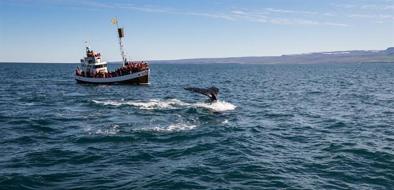 Whale safari Iceland