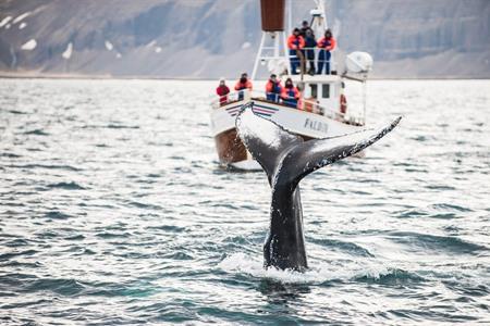 Whale watching in Iceland