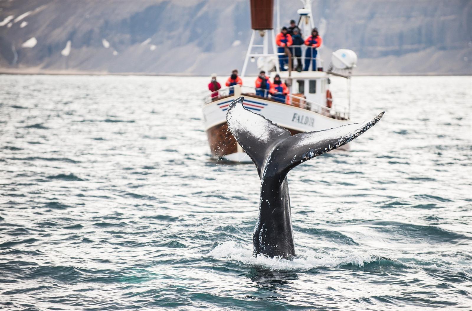 best time to visit iceland whale watching