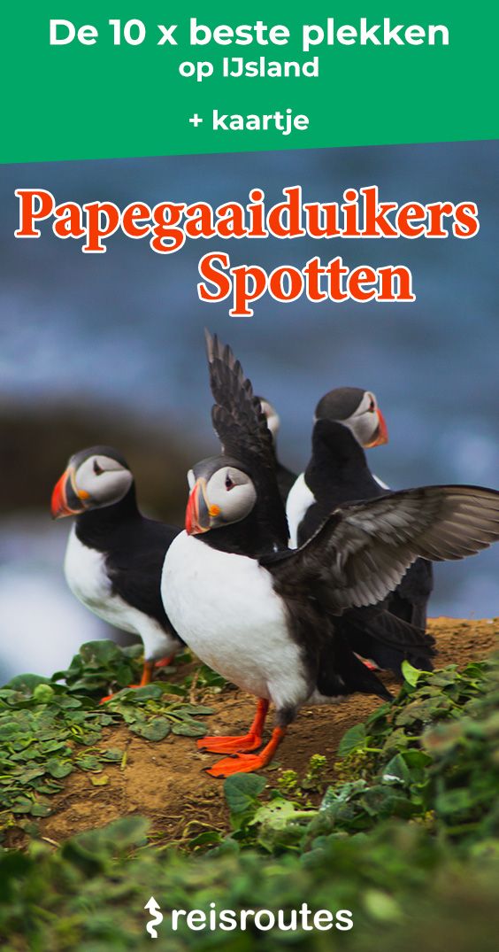 Pinterest Where to spot puffins in Iceland? Tickets + tours and photos